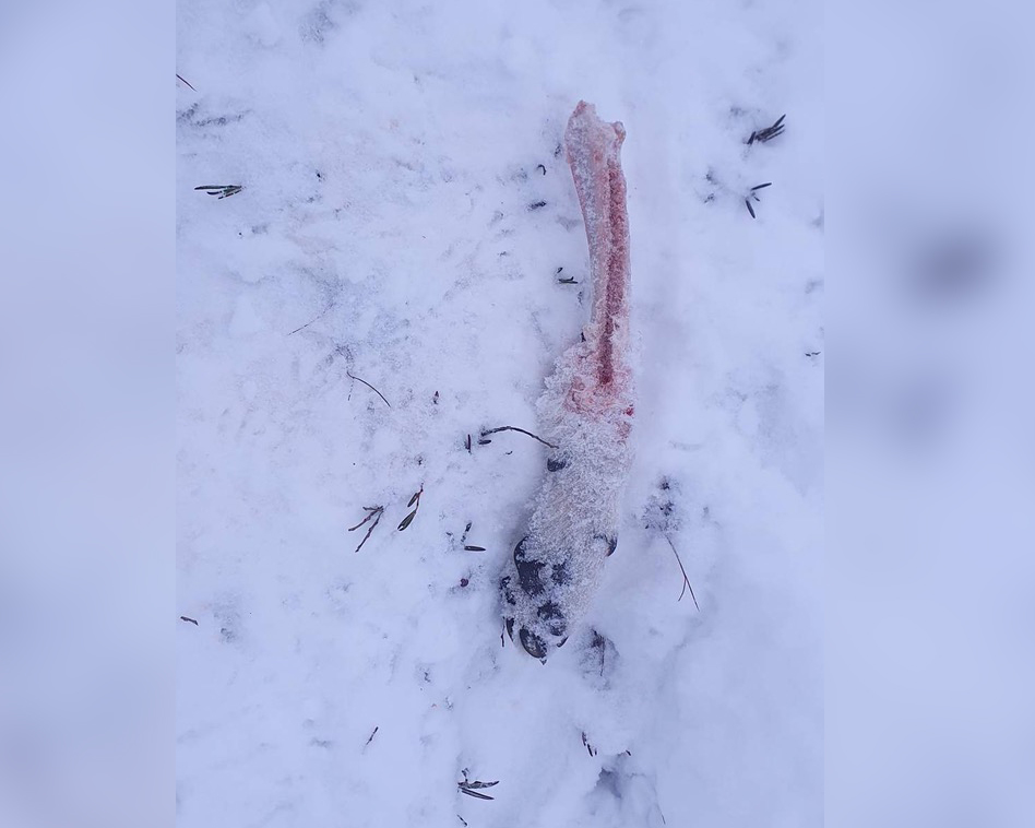 Karan irti purtu tassu lumella.