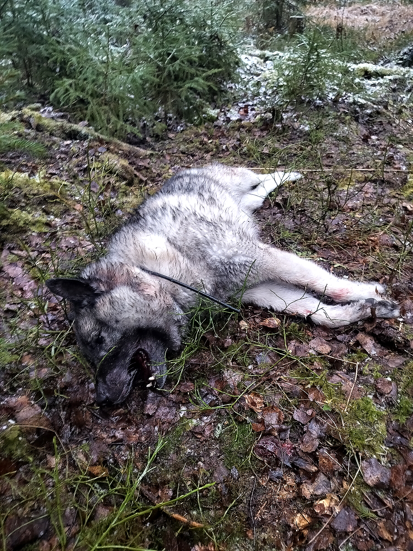 Otto löytyi etsintöjen jälkeen tapettuna.
