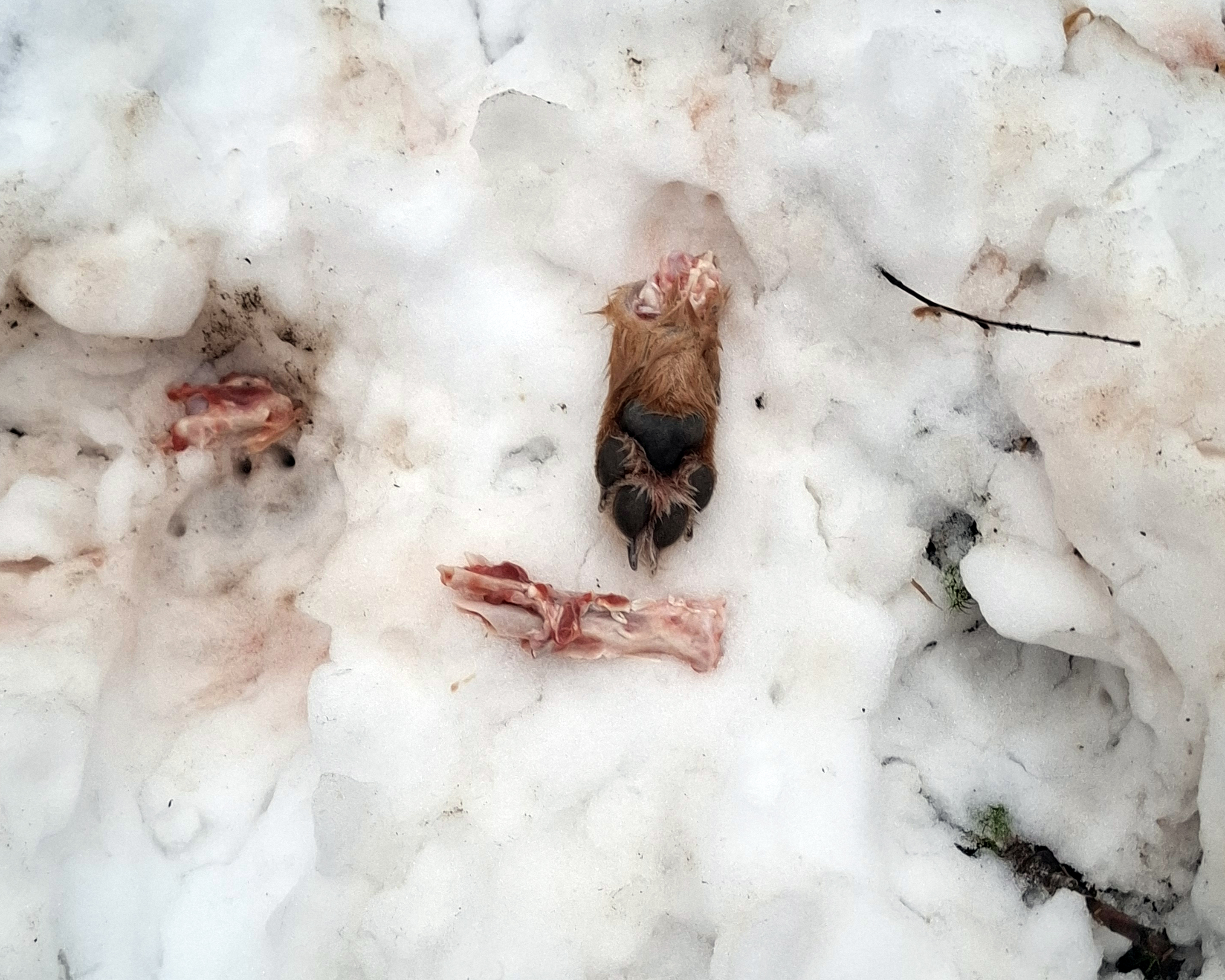 Koiran jäänteitä hangella. Kuva: Omistajan arkisto.