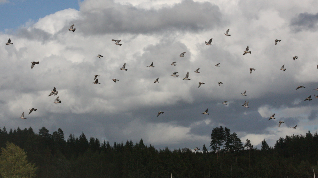 Kyyhkyparvi lennossa.