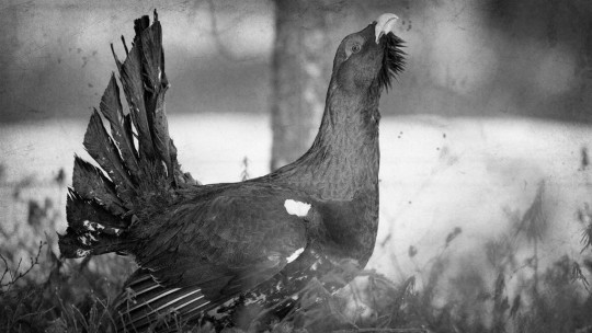 Metsästäjäliitto 100 vuotta