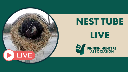 mallard Nest tube live