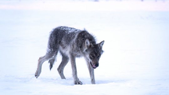 Susi lumella. Kuva: Timo Ahola / Vastavalo