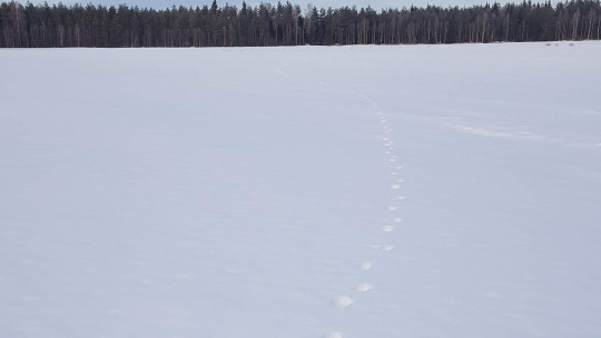 Jälkijotos hangella. Kuva: Leena Kangas.