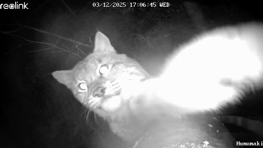 Ilves lyö riistakameraa.