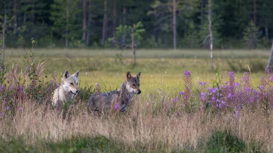 Nuoria susia. Kuva: Timo Ahola.