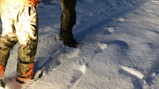 Hyvissä lumiolosuhteissa suden jäljet löytyvät helposti.