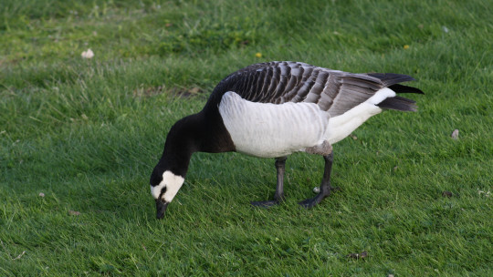 Valkoposkihanhi nurmella. 