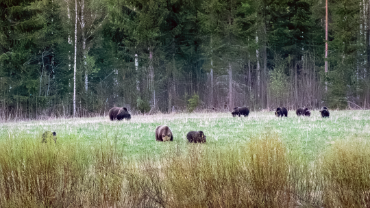 Karhuja lieksalaisella pellolla. Kuvaaja: Arto Hiltunen.
