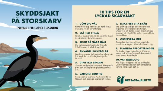 Storskarv.