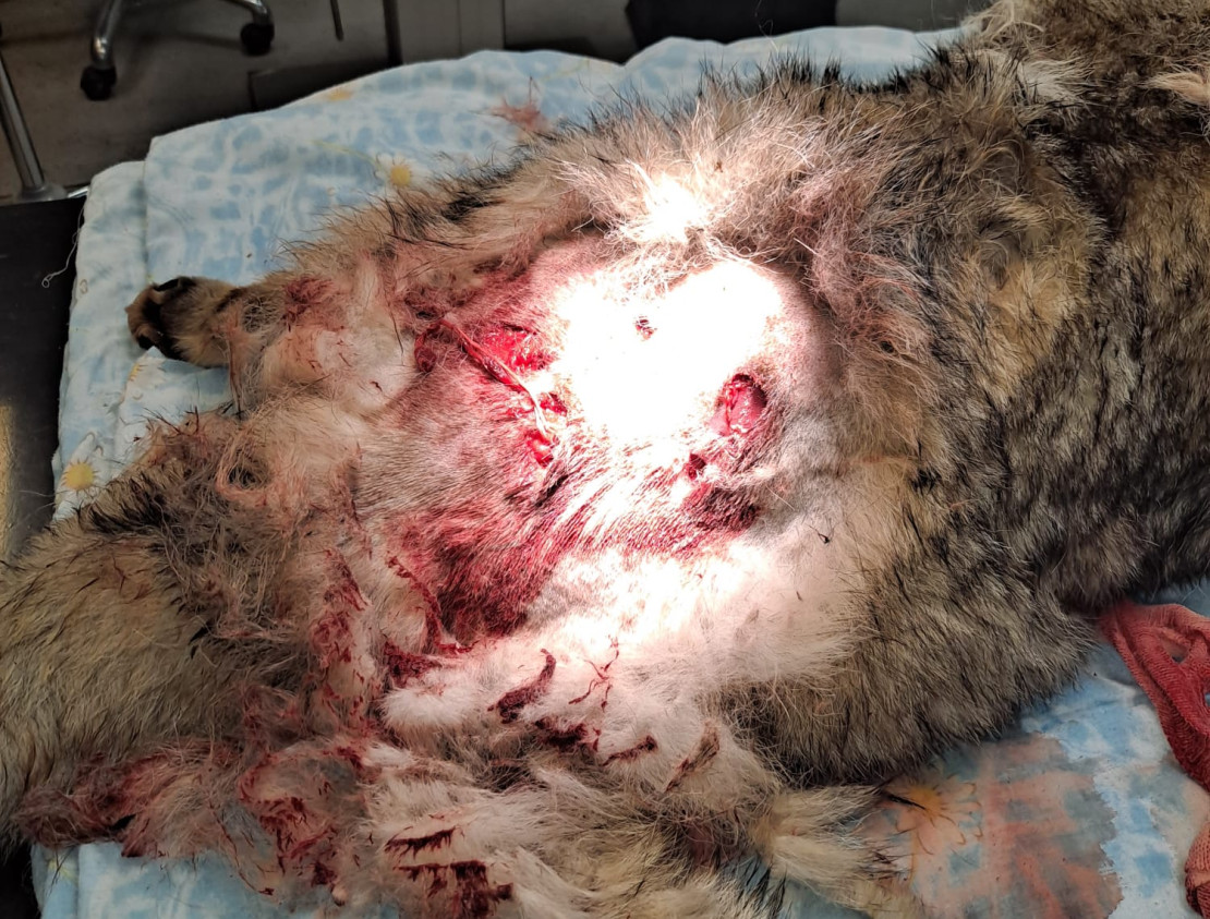 Hillaa parsittiin useasta paikasta.