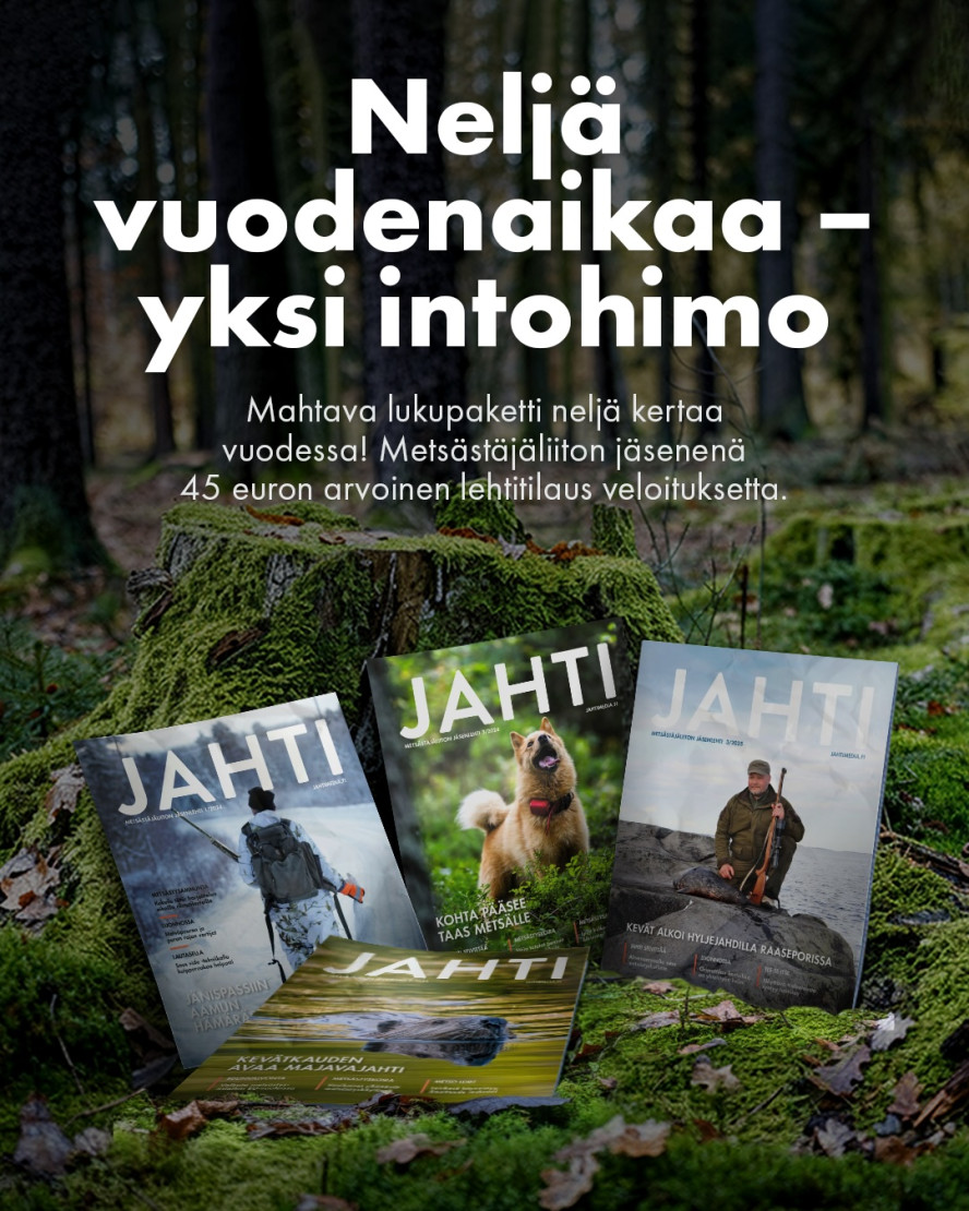 jahtilehtiä mättäillä metsässä.