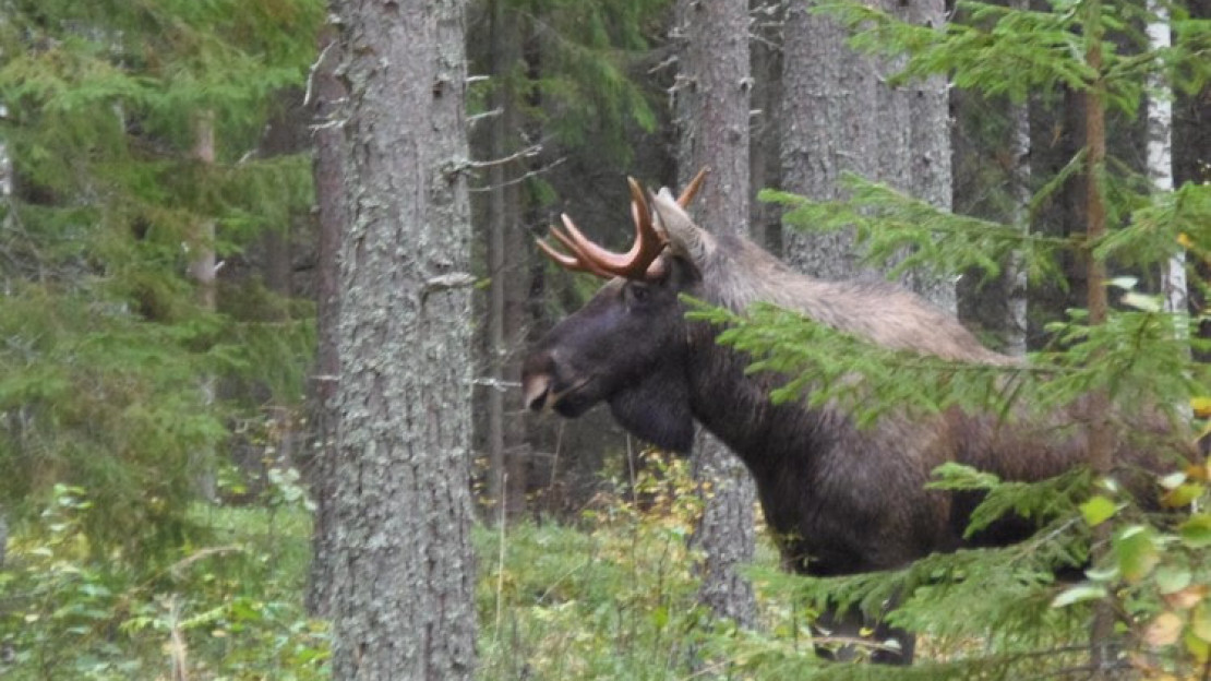 Valtioneuvoston Uudella Metsästysasetuksen Muutoksella Tehostetaan ...