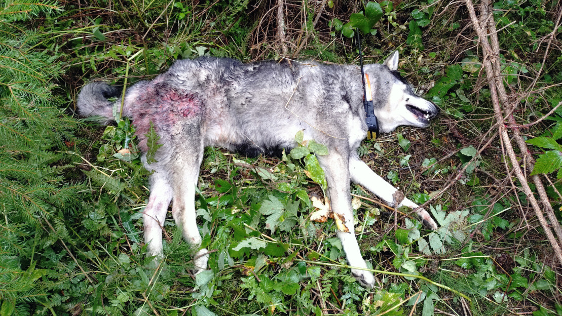 Asikkalan jämtlanninpystykorva susihyökkäyksen jälkeen. 