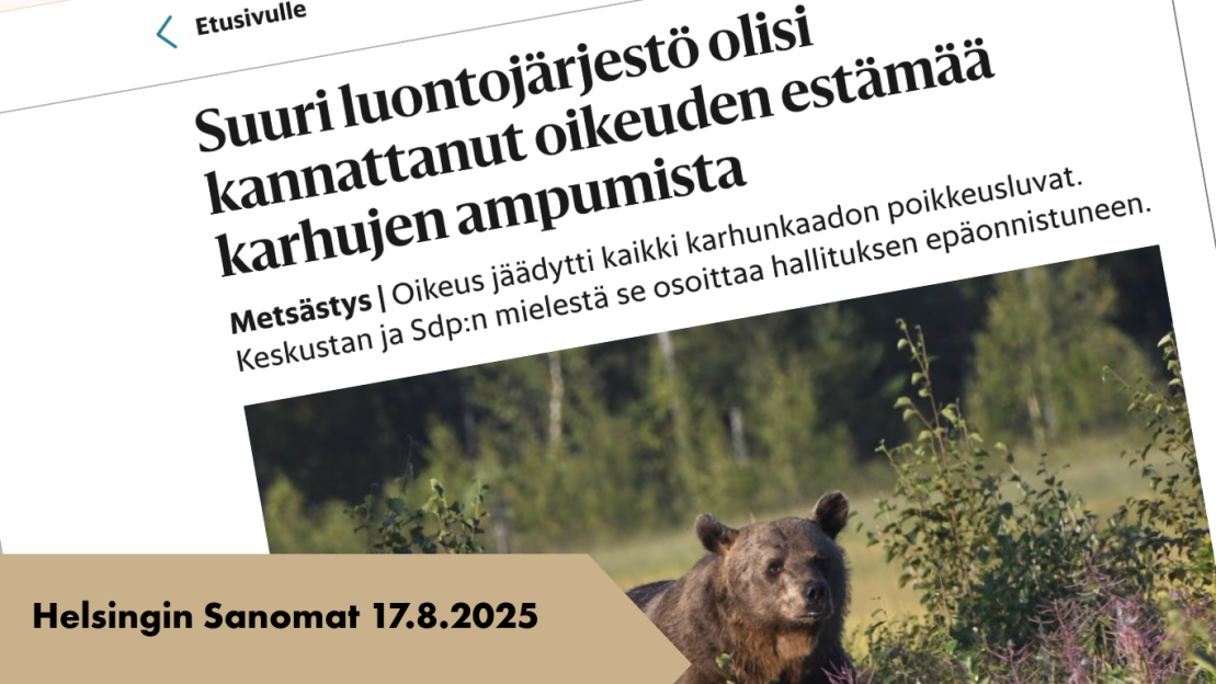 Kuvassa uutisotsikko, jolla Helsingin Sanomat kirjoitti karhulupien kaatumisesta hallinto-oikeuden välipäätöksellä 17. elokuuta 2025.