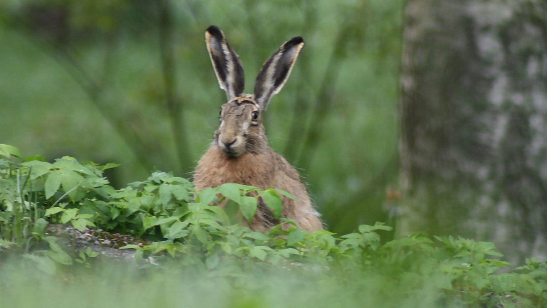 Rusakko maastossa. Kuva: Teemu Simenius.