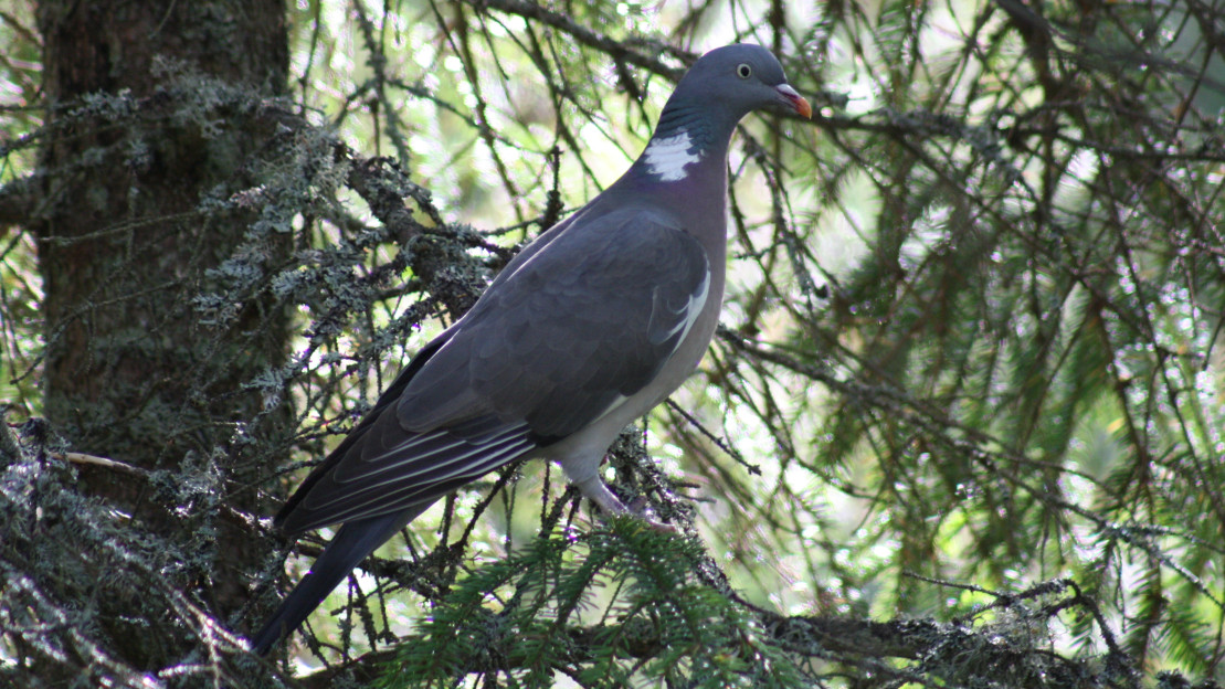 Sepelkyyhky kuusessa. 