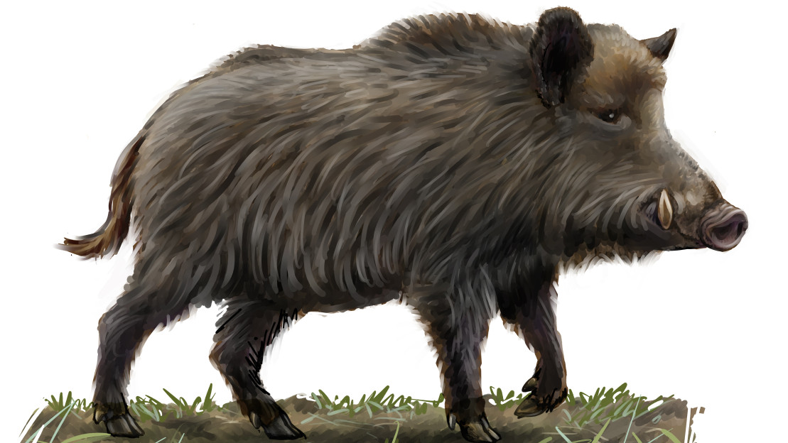 Villisika. Kuva: Juha Hellström