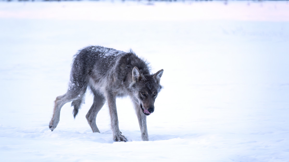 Susi lumihangella. Kuva: Timo Ahola.