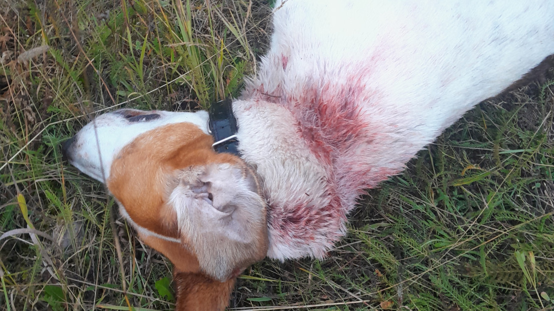 Kuollut kettukoira maassa. Kuva: omistajan arkisto.