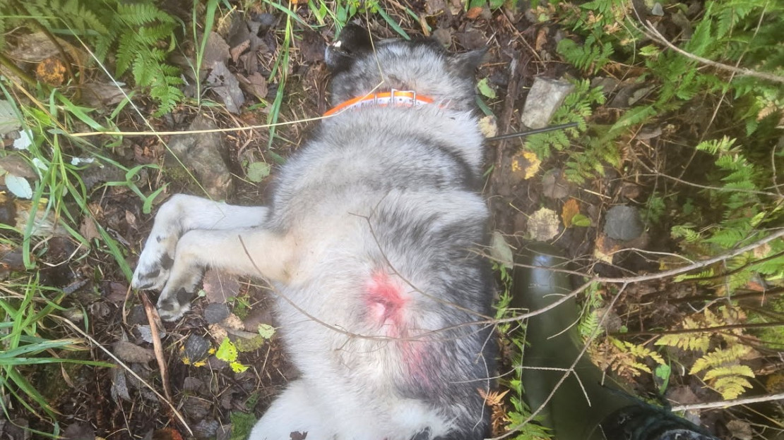 Harmaa norjanhirvikoira raadeltuna. Kuva: Heikki Laukkanen.