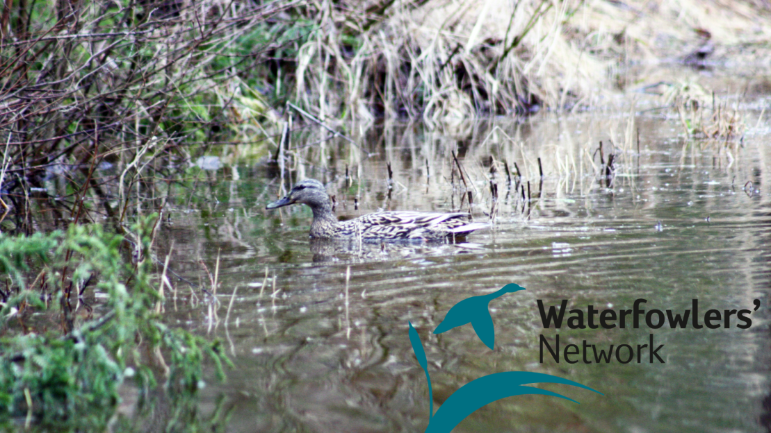 Sinisorsa ui vedessä. Kuva: Teemu Simenius. Logi Waterfowlers' Network