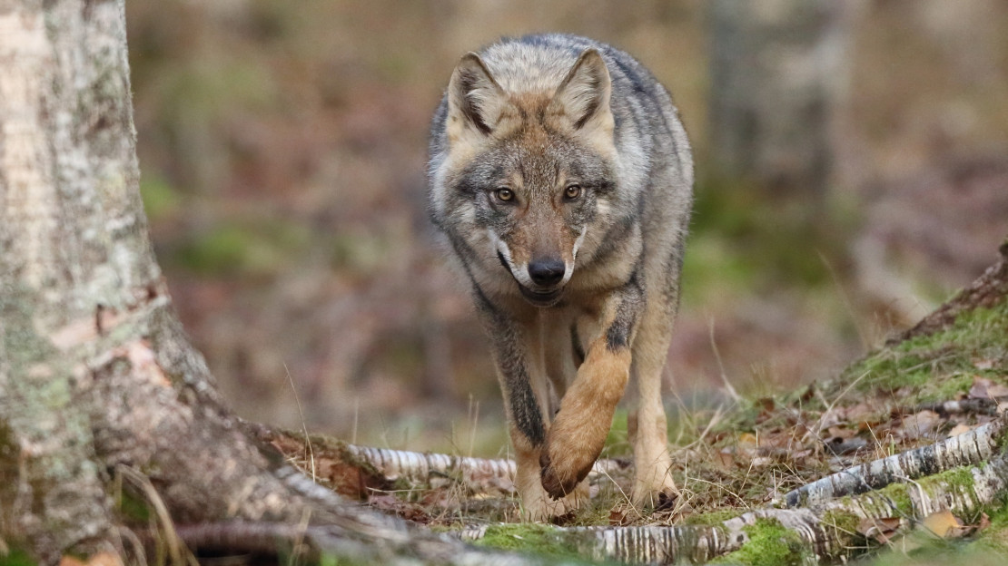 Susie jolkottaa kohti kameraa. Kuva: Timo Norkola