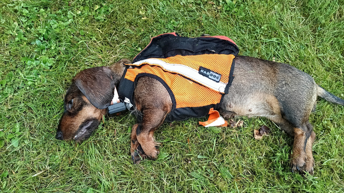 Kuollut mäyräkoira nurmella. Kuva Timo Puranen. 