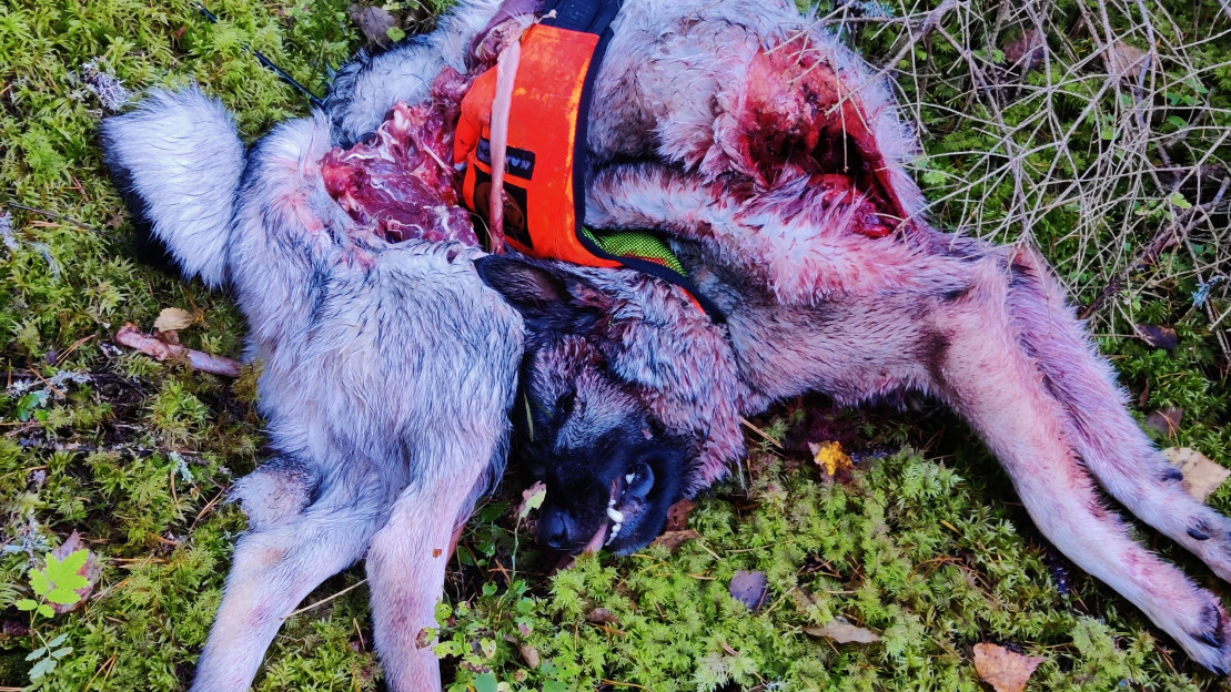 Hirvikoira ehdittiin raadella pahoin ennen sen löytymistä. Kuva: Juha Visurin kuva-arkisto.