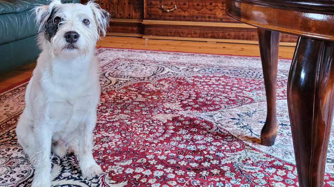 Parsonrussellinterrieri Edu istumassa lattialla. Kuva: Hilma Vepsäläinen