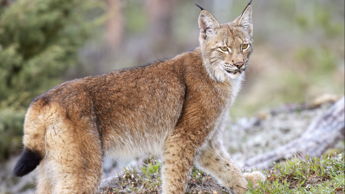 Ilves kalliolla. Kuva: Sonja Tyrra / Vastavalo