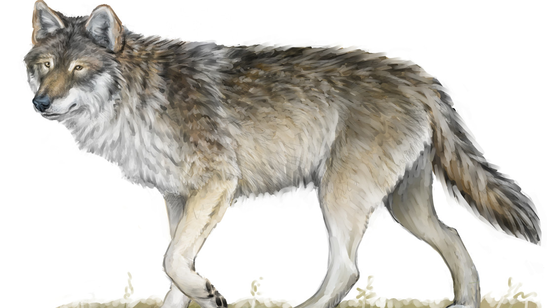 Piirretty susi. Kuva: Juha Hellström