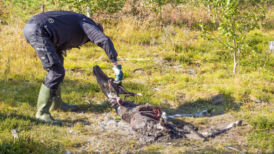 Poronhoitoalueella niin susien aiheuttamat vahingot kuin poikkeusluvilla kaadettujen susien määrä on kasvanut ennätysmäiseksi. Kuva: Pentti Sormunen / Vastavalo