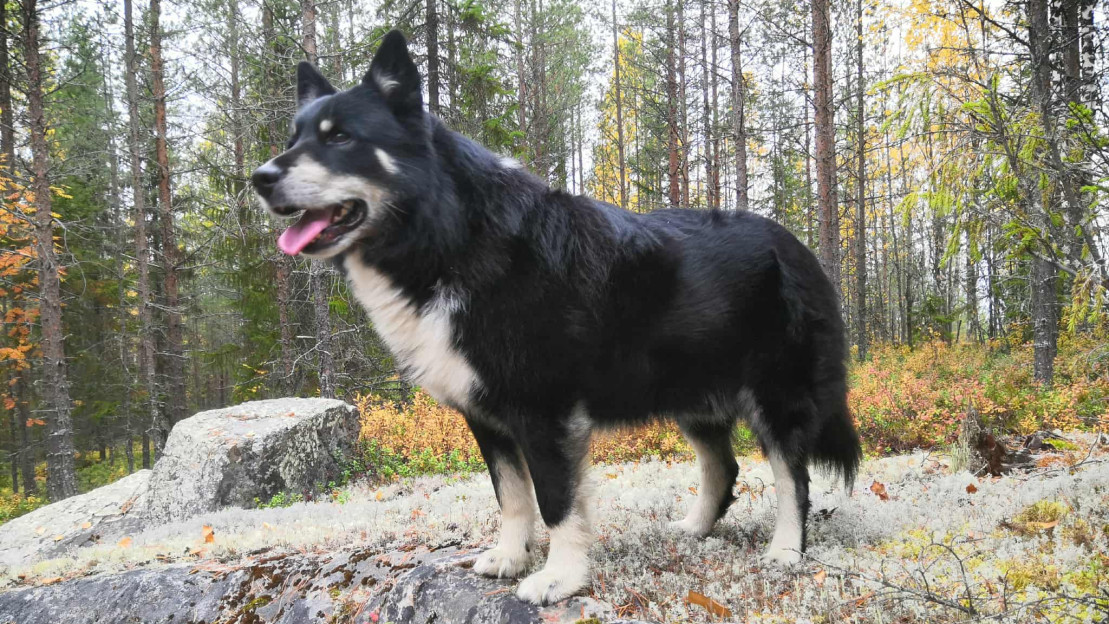 Lönni selvisi susien hyökkäyksestä. Kuva: omistajan arkisto.