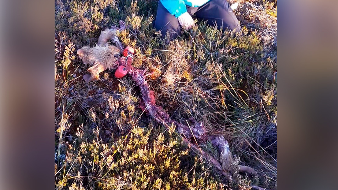 Omistaja koiran jäännösten vierellä. Kuva: Jari Virta.