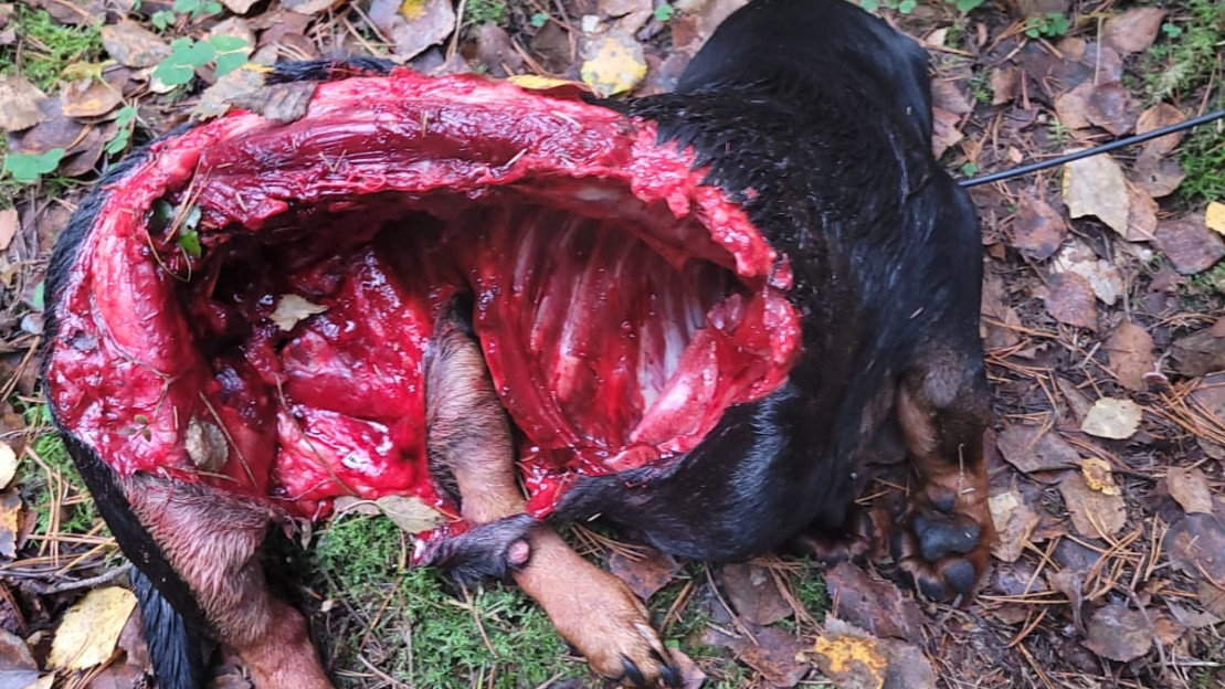 Päre raadeltuna. Kuva: Jarno Korpela