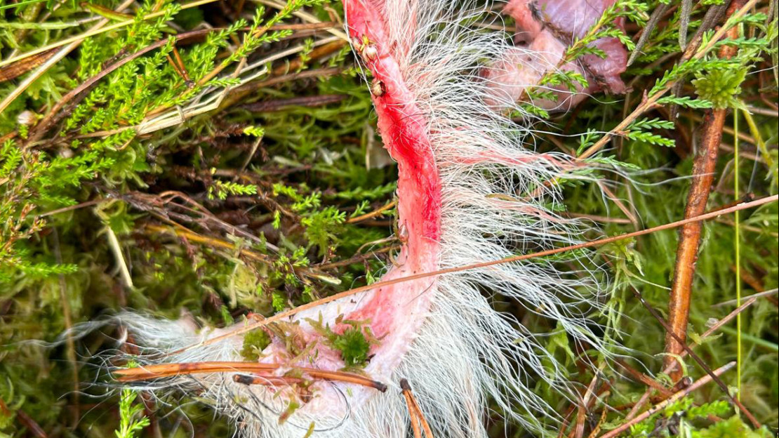 Koirasta jäi suden tai susien jäljiltä vain riekaleet. Kuva: Toni Tunturi.
