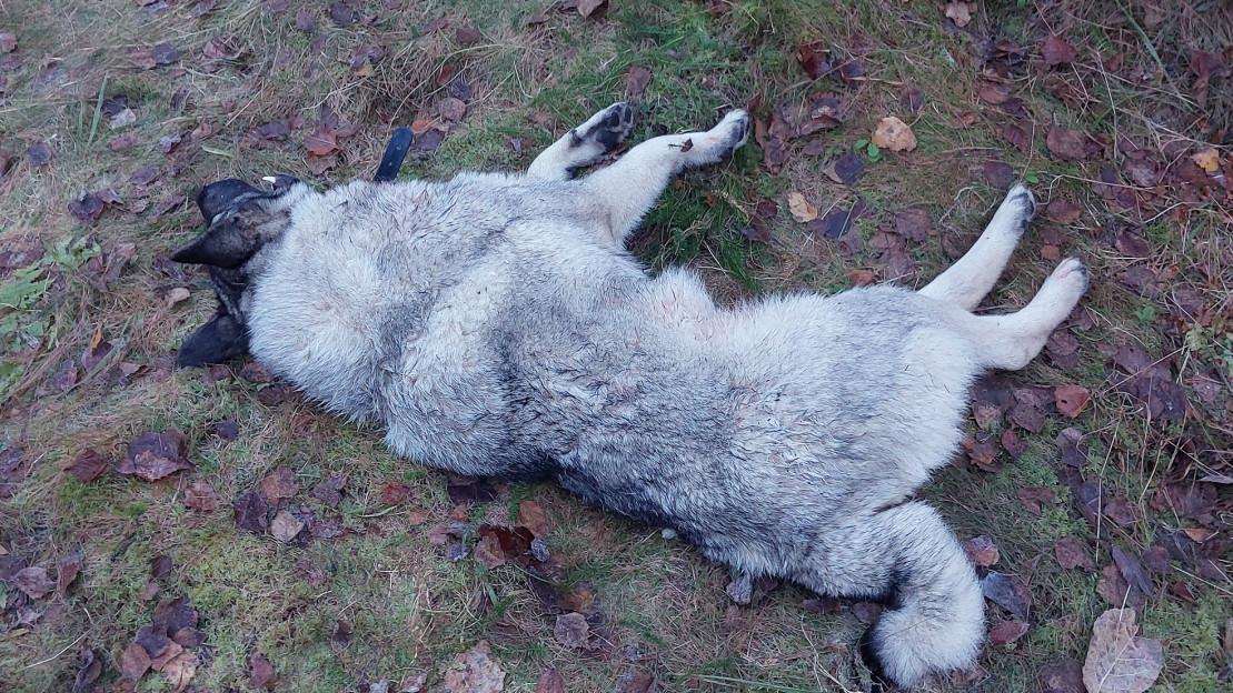 Martta oli todennäköisesti toinen saman suden tappamaksi päätynyt koira Keiteleellä. Kuva: Marko Kosti