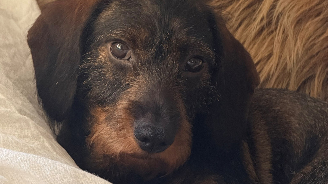 Rolle ennen hyökkäystä. Kuva: omistajan arkisto.