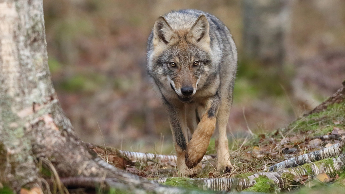 Kuva: Timo Norkola / Vastavalo