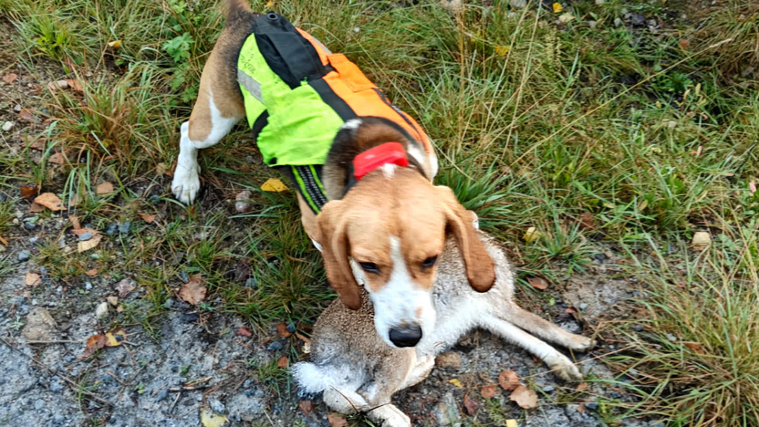 Eläinlääkäri lopetti perjantaina susihyökkäykseen kohteeksi joutuneet Tane-beaglen. Kuva: omistajan arkisto.