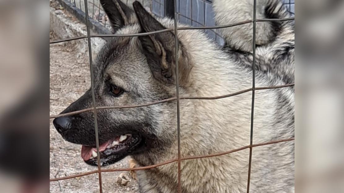 Hilla ennen hyökkäystä omassa tarhassaan. Kuva: omistajan arkisto.