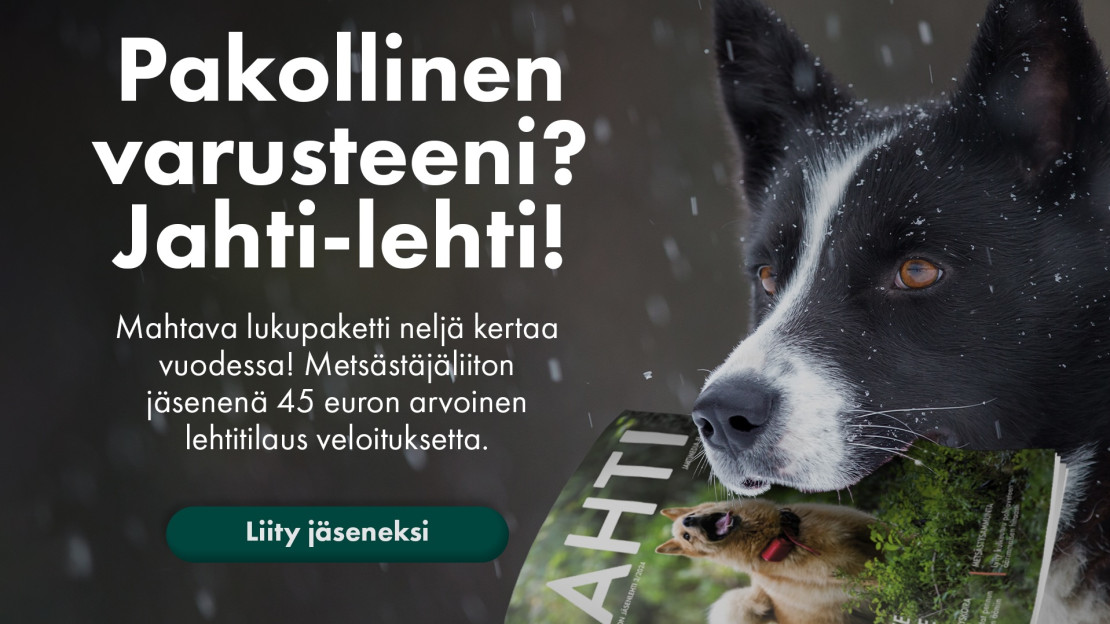 jahtilehtiä koiran suussa.