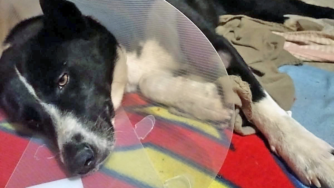 Koira näyttäisi selviytyvän vammoistaan. Kuva: omistajan arkisto.