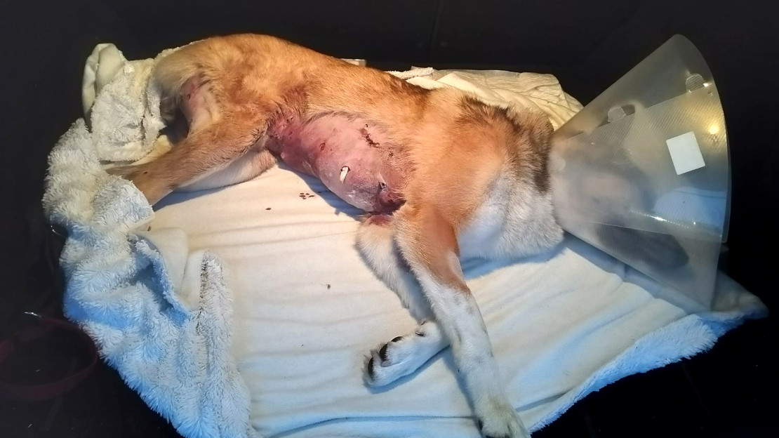 Itäsiperianlaika Ketku raadeltiin pahoin. Kuva: Omistajan arkisto.