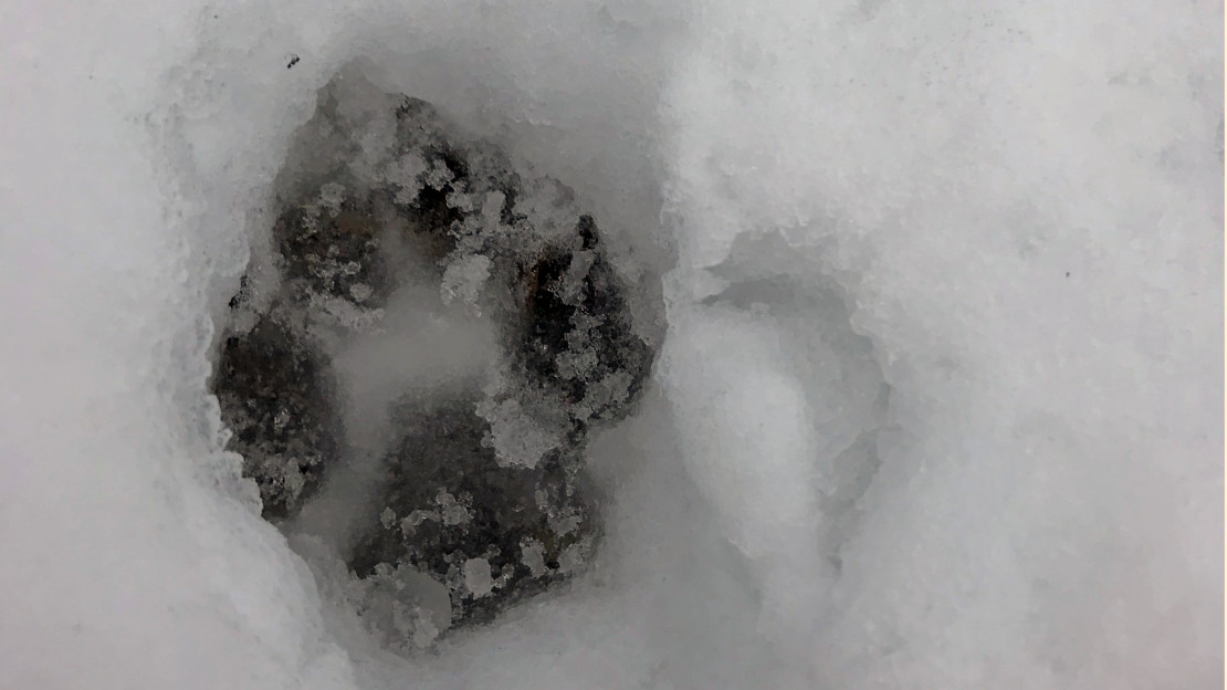 Suden jälki lumella. Kuva: Leena Kangas.