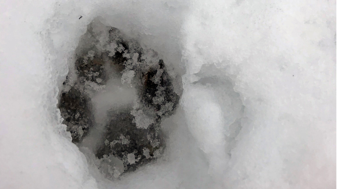 Suden jälki lumella. Kuva: Leena Kangas.