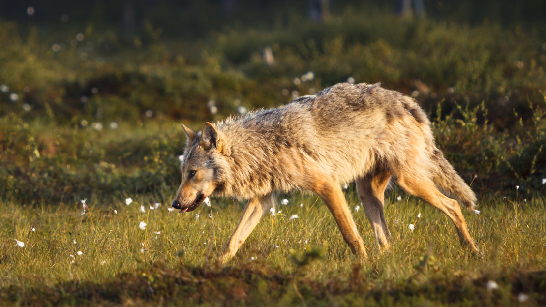 Kuva: Ville Heikkinen / Vastavalo