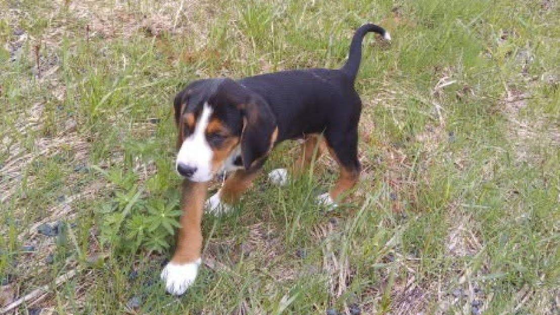 Havukkakallion Frodo (kuvassa pentuna) oli isäntänsä mukaan myös ihmisystävällinen ja sosiaalinen kotikoira. Kuva: omistajan arkisto.