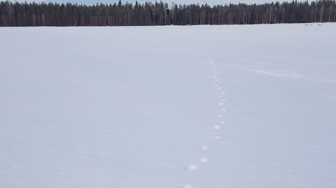 Jälkijotos hangella. Kuva: Leena Kangas.
